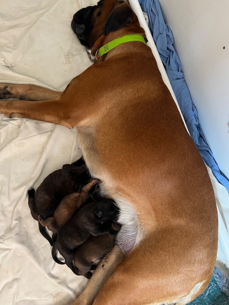 Chiot Boxer Du Jardin Des Hauts De Lachat